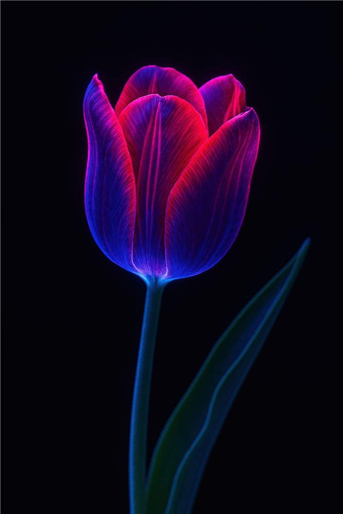 Neon Tulipan: Lysende Skønhed plakat