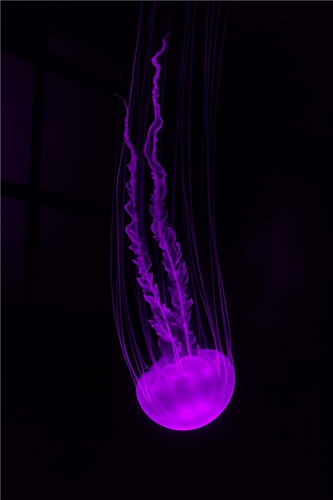 Elegant Lilla Meduse i Skumringen plakat