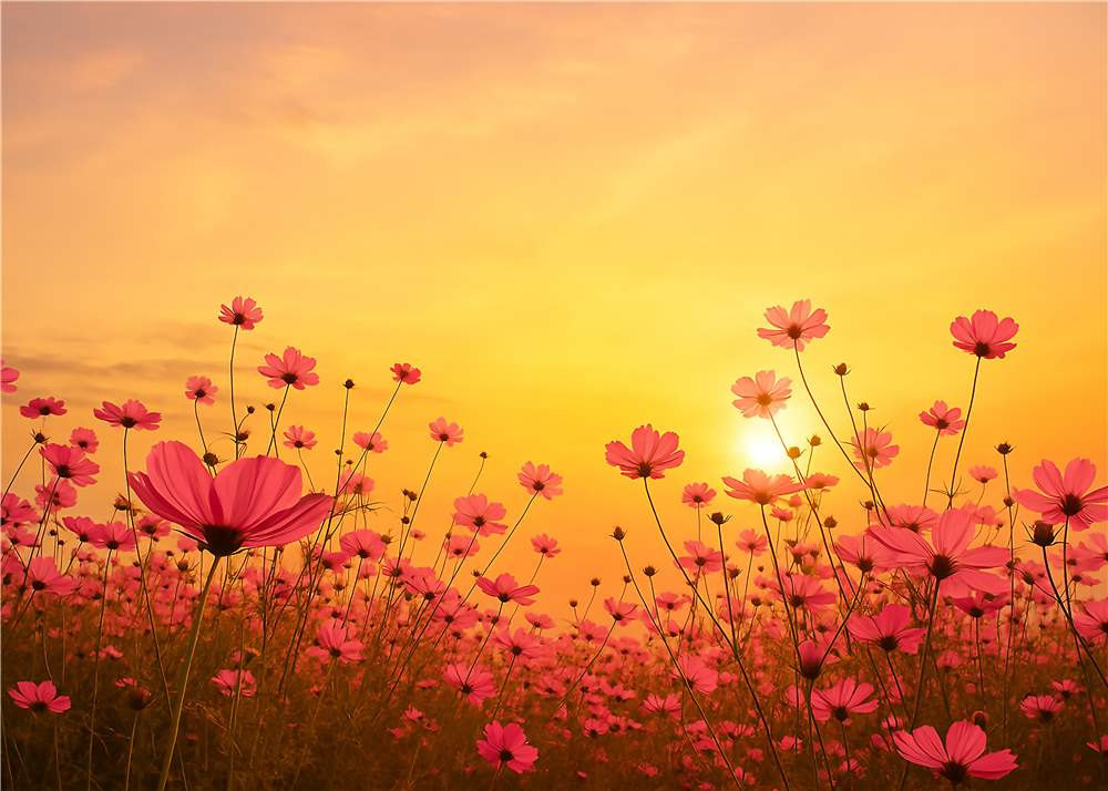 Solnedgangens Blomsterdrøm plakat