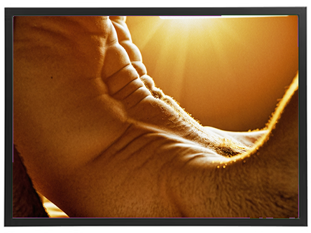 Et nærbillede af en muskuløs overkrop oplyst af sollys, der skaber et varmt og dramatisk udtryk.