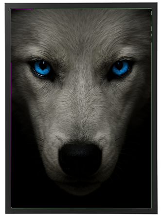 Et nærbillede af en hvid ulv med intense blå øjne, der ser direkte ind i kameraet.