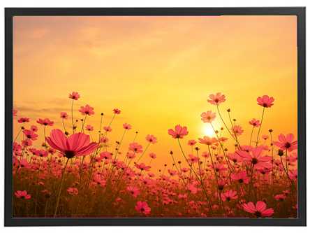 En smuk blomstereng med pink blomster, oplyst af en gylden solnedgang.