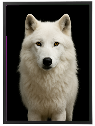 Et nærbillede af en hvid ulv med fluffy pels og intense gule øjne på en sort baggrund.