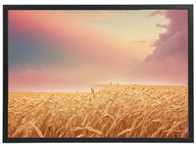 Et billede af gyldne kornmarker oplyst af en blød aftenhimmel med farver i nuancer af lyserød og blå.