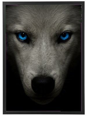 Et nærbillede af en hvid ulv med intense blå øjne, der ser direkte ind i kameraet.