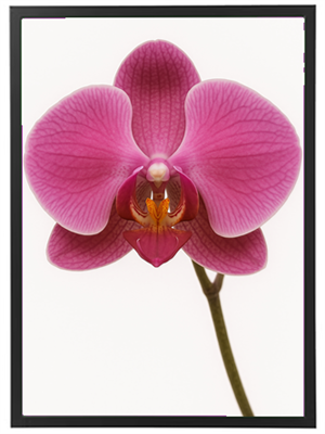 En detaljeret close-up af en pink orkide, der viser dens unikke form og farver.