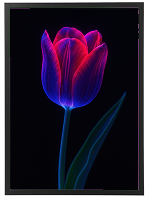 Et smukt billede af en tulipan, oplyst med neonfarver mod en sort baggrund.