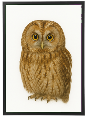 Illustration af en brun ugle med tydelige fjer og store, udtryksfulde øjne.