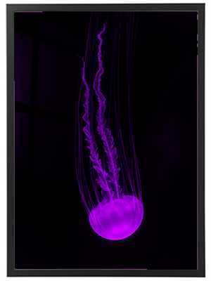 En meduse svømmer elegant i mørket, oplyst af et blødt lilla lys.