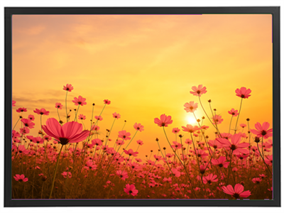 En smuk blomstereng med pink blomster, oplyst af en gylden solnedgang.