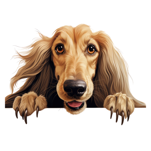 Afghan Hound sticker motiv