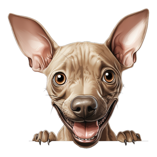 American Hairless Terrier sticker motiv