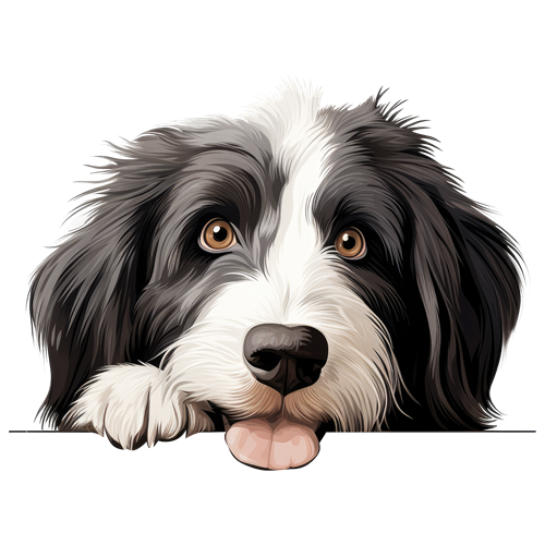 Bearded Collie sticker motiv