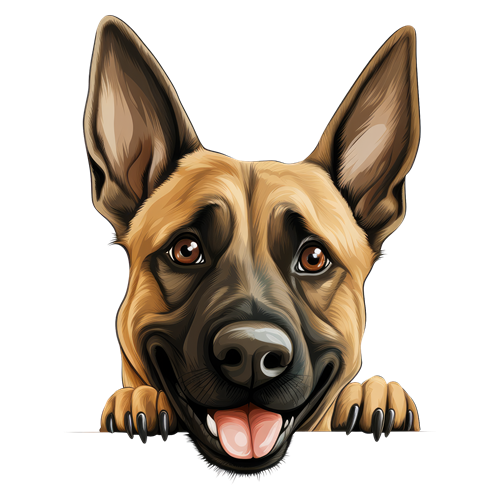 Belgian Malinois sticker motiv