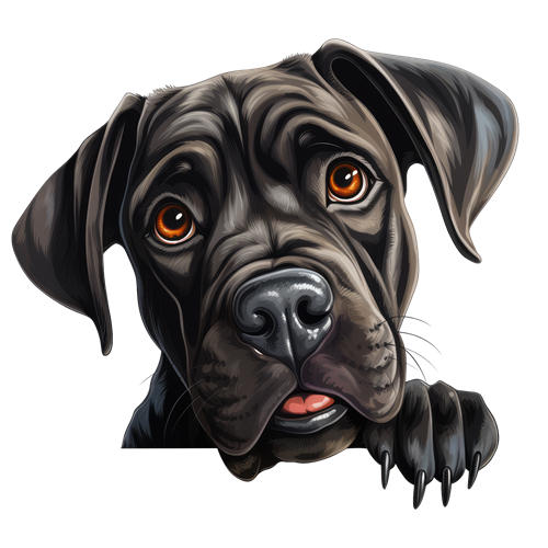 Cane Corso sticker motiv