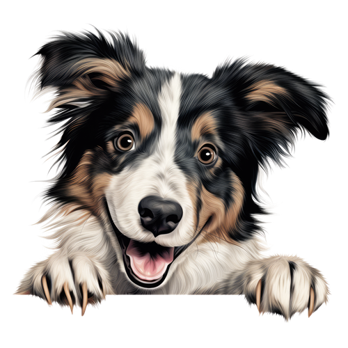 Collie sticker motiv