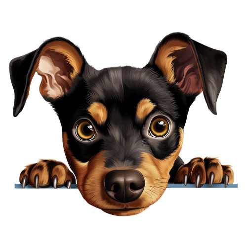 German Pinscher sticker motiv