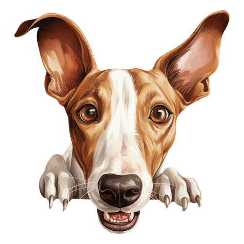 Ibizan Hound sticker motiv