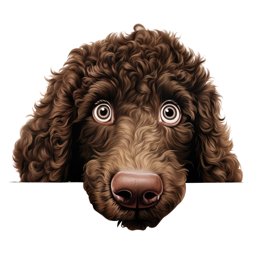 Irish Water Spaniel sticker motiv