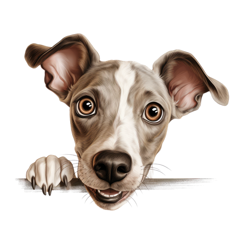 Italian Greyhound sticker motiv