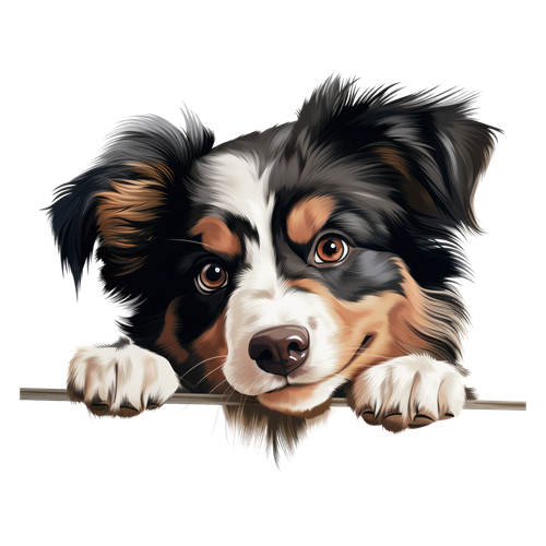 Miniature American Shepherd sticker motiv