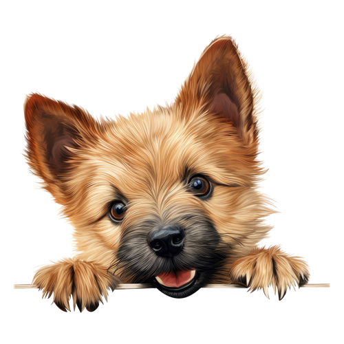 Norwich Terrier sticker motiv