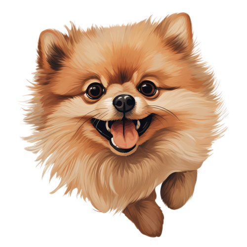 Pomeranian sticker motiv
