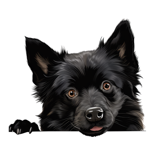 Schipperke sticker motiv