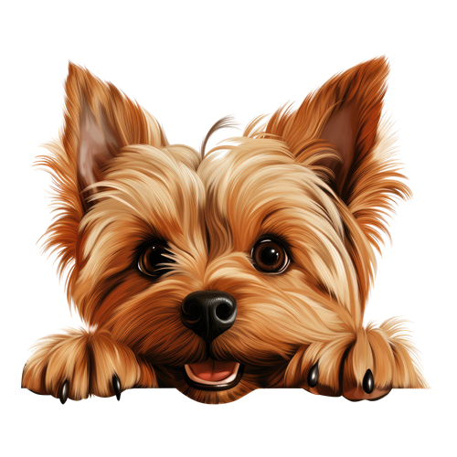 Silky Terrier sticker motiv