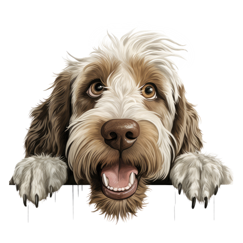 Spinone Italiano sticker motiv