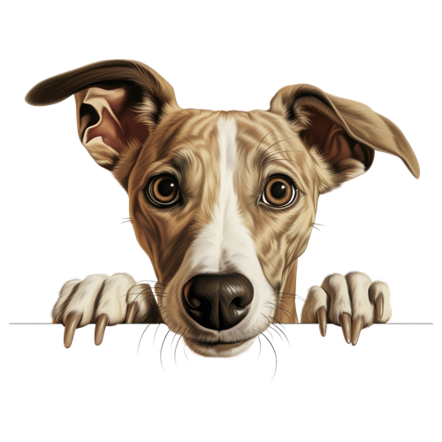 Whippet sticker motiv
