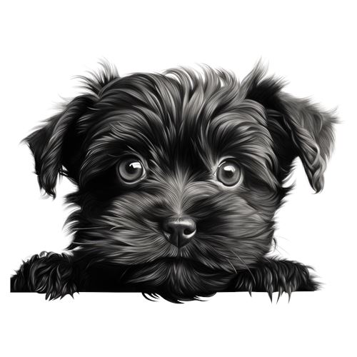 Sød sort hvalpehund