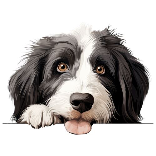 Sød sort og hvid hund med tungen ude