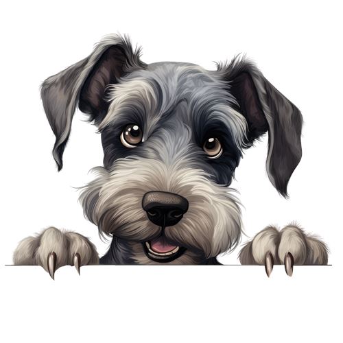 Sød schnauzer med poter på kanten