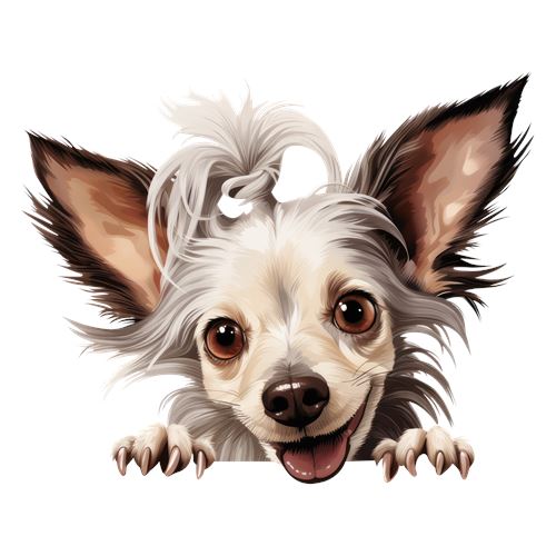 Sød langhåret chihuahua