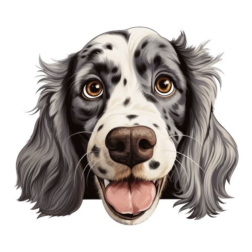 Sød sort-hvid spanielhund