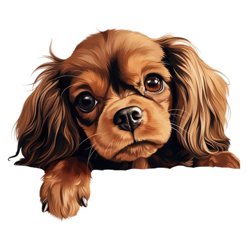 Sød cavalier king charles spaniel