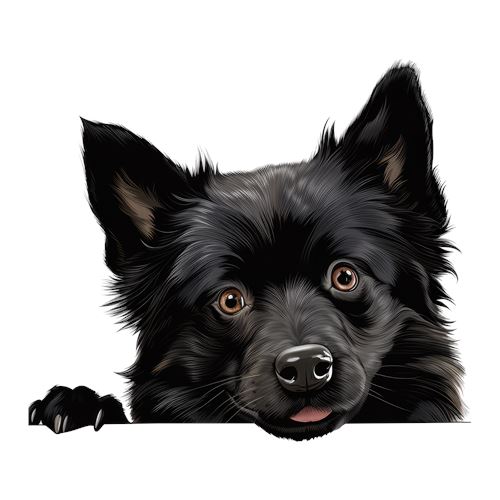 Sød sort hund med store ører