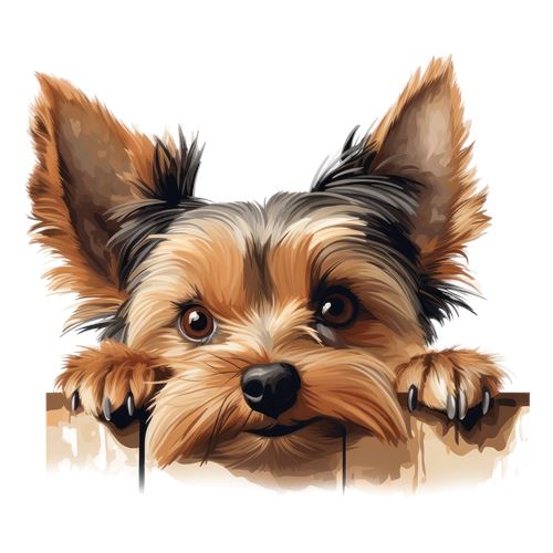 Sød Yorkshire terrier med poter over kanten